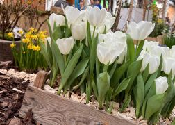 Fruehling In Jenas Goethe Galerie 2024 07